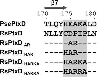 Engineering Cofactor Specificity of a Thermostable Phosphite Dehydrogenase for a Highly Efficient and Robust NADPH Regeneration System